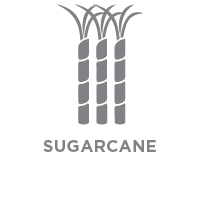 Sugar Cane Portion Cup (Ramekin) – Sustainable Agave Ltd